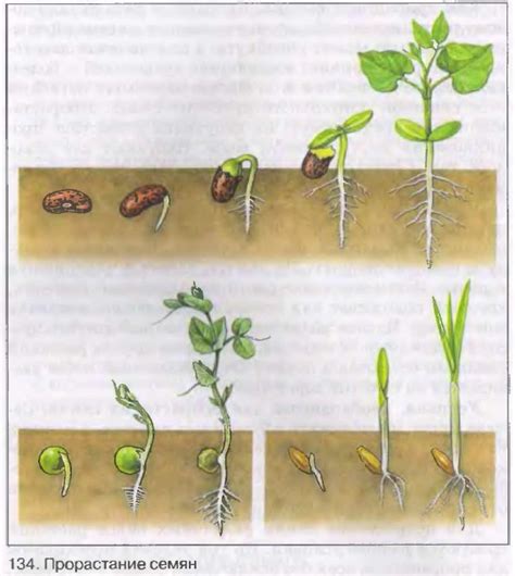 Какие условия необходимы для прорастания семян покрытосеменных растений?