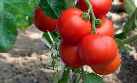 Какие хорошие помидоры низкорослые?