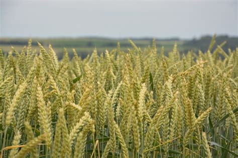 Какое пророщенное зерно самое полезное?