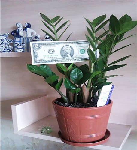 Какое растение приносит деньги?