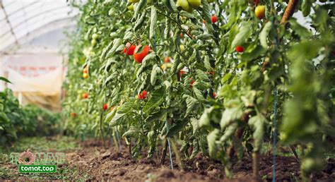 Какой объем земли нужен для томатов?