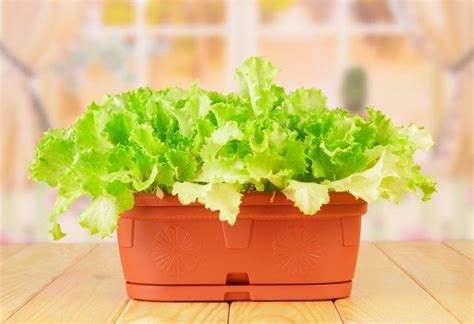 Какой салат можно вырастить на подоконнике?