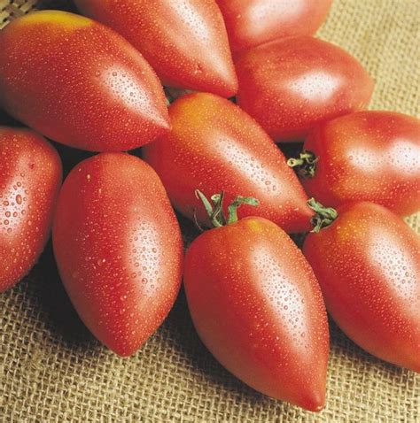 Какой самый урожайный сорт помидор?
