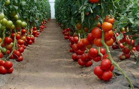 Какой сорт томатов самый ранний?
