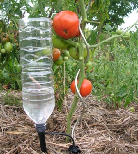 Какой водой поливать огурцы и помидоры?