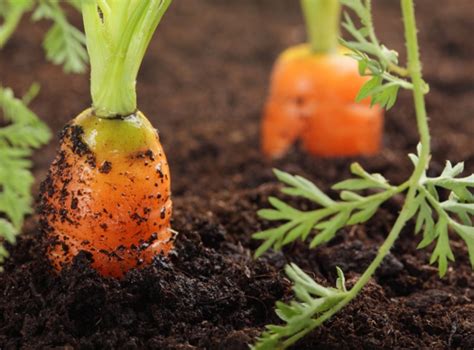 Какую лучше сеять морковь?