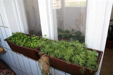 Какую зелень легко вырастить на балконе?