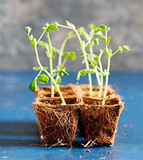 Когда лучше сеять семена комнатных растений?