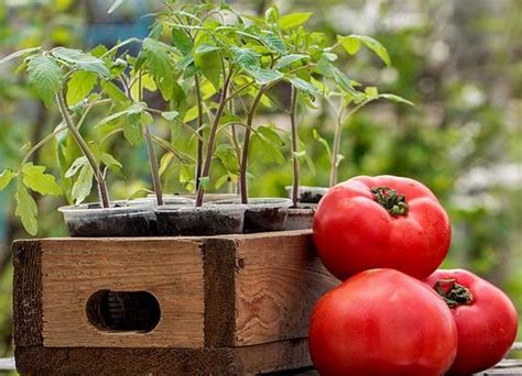 Когда лучше всего сажать огурцы и помидоры на рассаду?