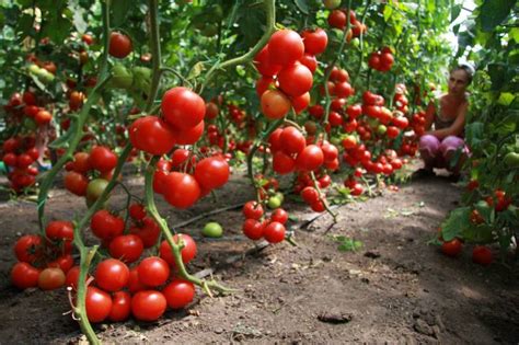 Когда можно сажать помидоры на рассаду в марте?