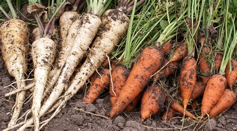 Когда можно сеять морковь и свеклу?