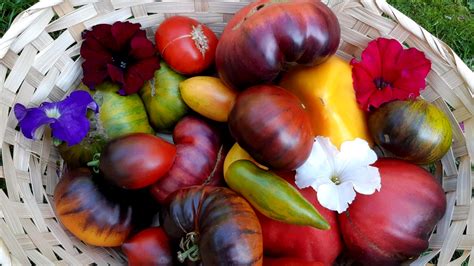 Когда можно сеять семена томатов в открытый грунт?