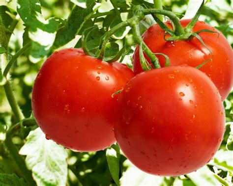 Когда можно сеять семена томатов?