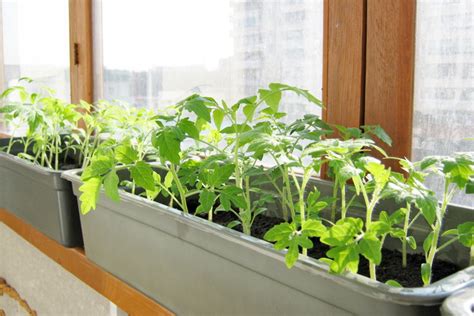 Когда можно выносить рассаду помидор на балкон?