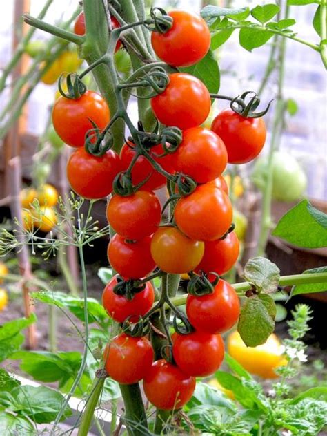 Когда нужно сажать помидоры на рассаду для теплицы?