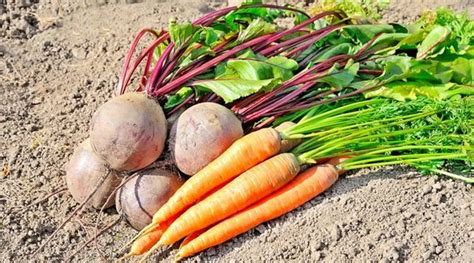 Когда нужно сеять морковь и свеклу?