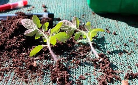 Когда нужно сеять рассаду томатов для высадки в теплицу?