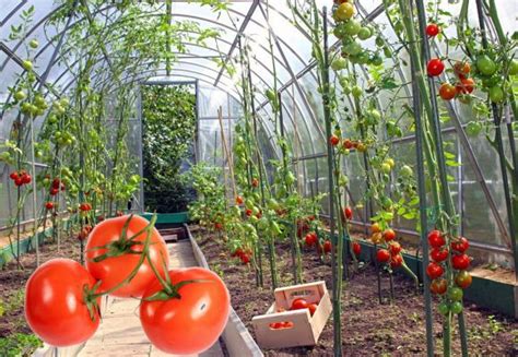 Когда пересаживать рассаду томатов в теплицу?