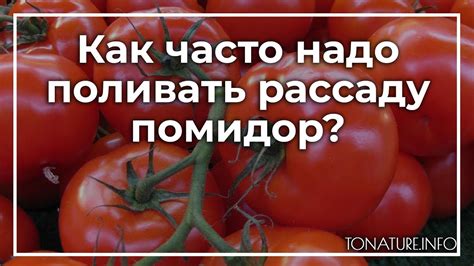 Когда первый раз поливать рассаду помидор?