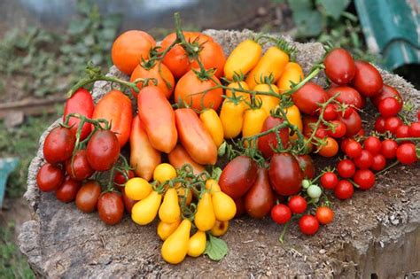 Когда сажать помидоры на огород?