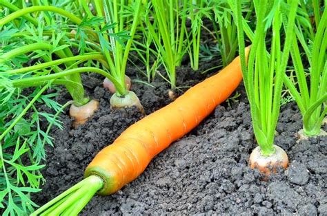 Когда сеять морковь по народным приметам?