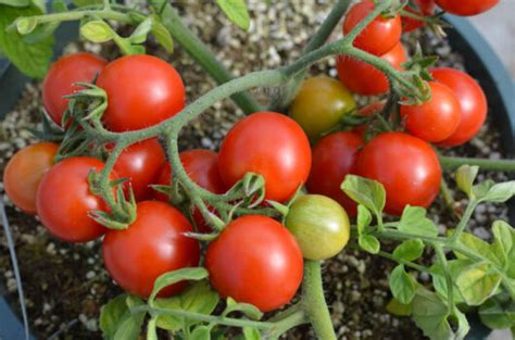 Когда сеять помидоры на рассаду в открытый грунт?
