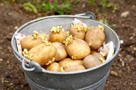 Когда в апреле Хорошие дни для посадки картофеля?