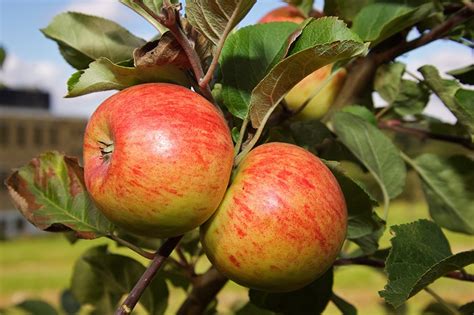 Когда весной сажать яблони и груши?