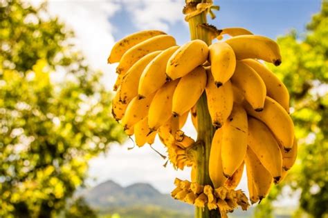 Можно ли банан назвать фруктом?
