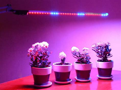 Можно ли использовать светодиодную ленту для растений?