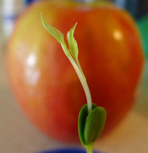 Можно ли из косточки вырастить яблоко?