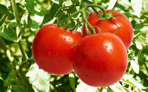 Можно ли не замачивать семена томатов?