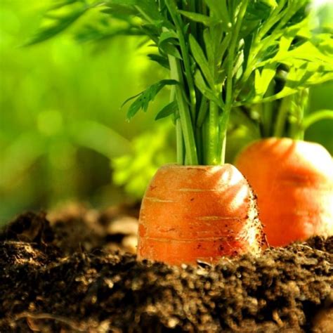 Можно ли рядом с чесноком посадить морковь?