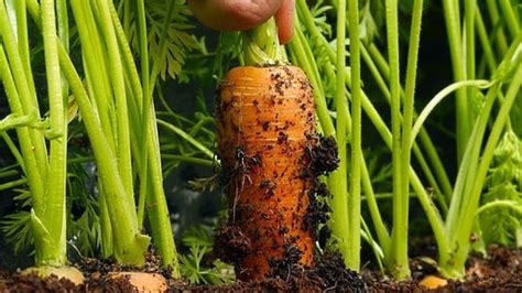 Можно ли рядом с помидорами посадить морковь?