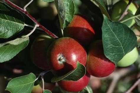 Можно ли сажать яблони весной?