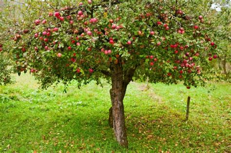 Можно ли сажать плодовые деревья весной?