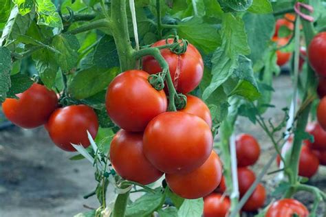 Можно ли сажать помидоры на рассаду в апреле?