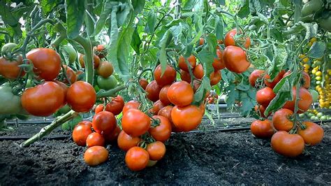 Можно ли сажать просроченные семена томатов?