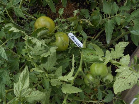 Можно ли сажать семена из свежего томата?