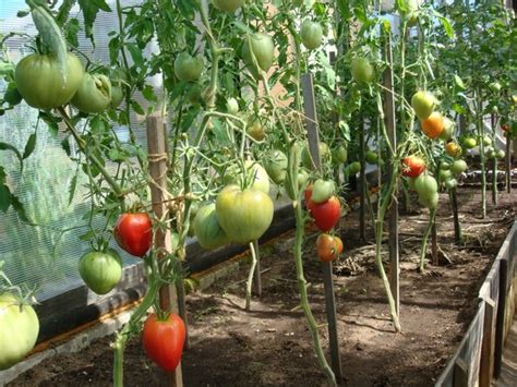 Можно ли сеять помидоры сразу в теплицу?