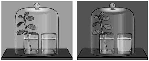 Можно ли утверждать что все семена в стакане с водой?