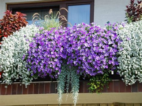 Можно ли выращивать цветы на балконе?