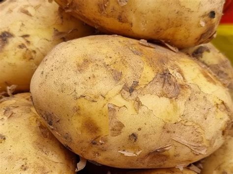 Можно ли выращивать картофель в тени?