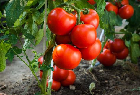 Можно ли выращивать помидоры без рассады?