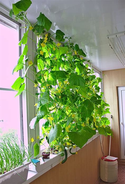 Можно ли выращивать рассаду на балконе?