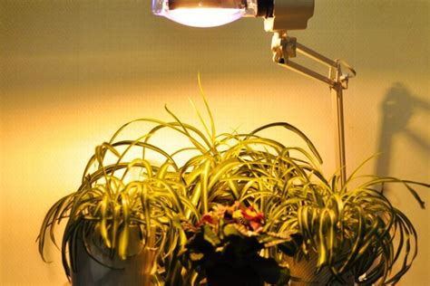 Можно ли выращивать растения под лампой?