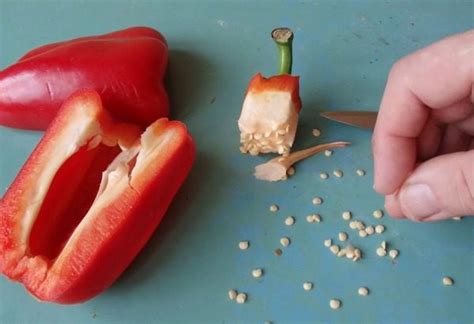 Можно ли вырастить перец из семян магазинного перца?