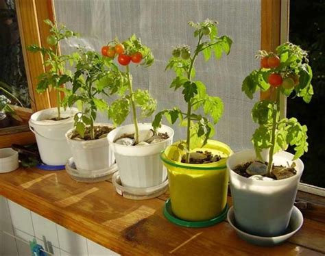 Можно ли вырастить помидоры в квартире?