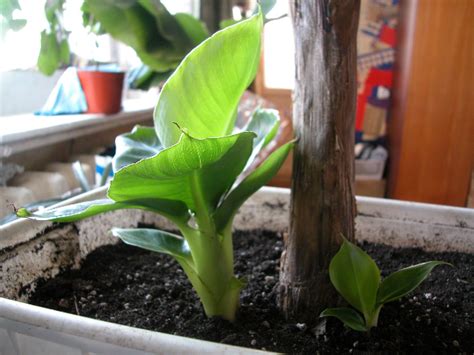 Можно ли вырастить растение без земли?