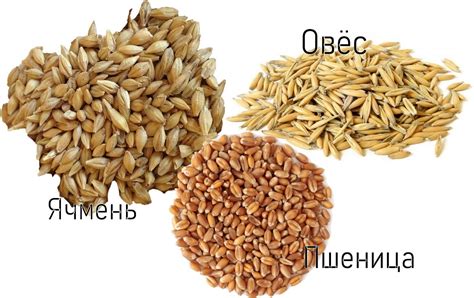 Можно ли хранить Протравленное зерно?